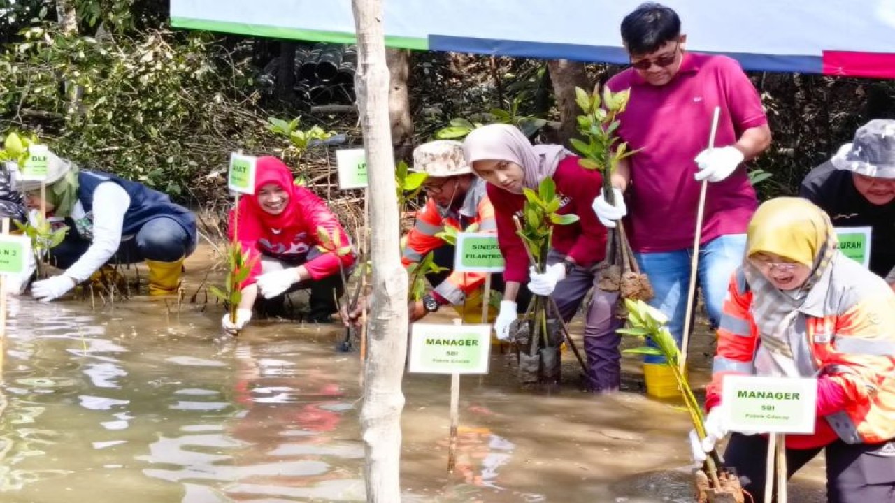 Kegiatan penanaman 5.000 bibit mangrove yang diselenggarakan PT Solusi Bangun Indonesia Tbk Pabrik Cilacap (Semen Indonesia Group) di wilayah Depok, Kelurahan Karangtalun, Kecamatan Cilacap Utara, Kabupaten Cilacap, Jumat (29/9/2023), sebagai bagian dari rintisan pengembangan eduwisata alam mangrove. ANTARA/HO-SBI
