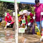 Mangrove-1695974401