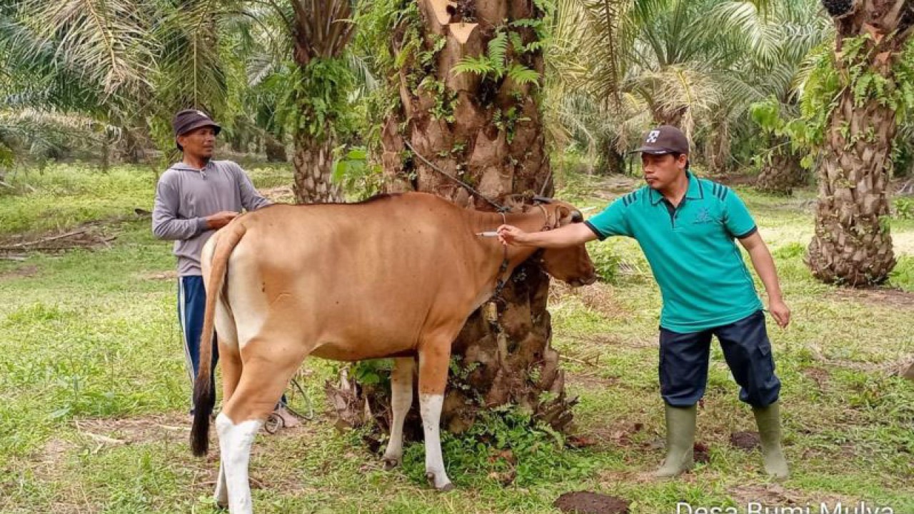 Petugas Dinas Pertanian Kabupaten Mukomuko memberikan vaksin Jembrana pada sapi, Senin (11/9/2023) ANTARA/Ferri.