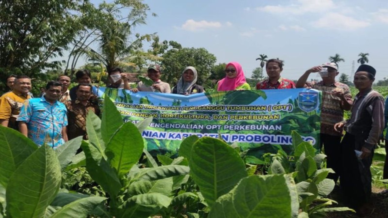 Kegiatan sosialisasi pengendalian OPT perkebunan tanaman tembakau di lahan tembakau yang berada di Kecamatan Besuk, Kamis (31/8/2023). ANTARA/HO-Diskominfo Kabupaten Probolinggo