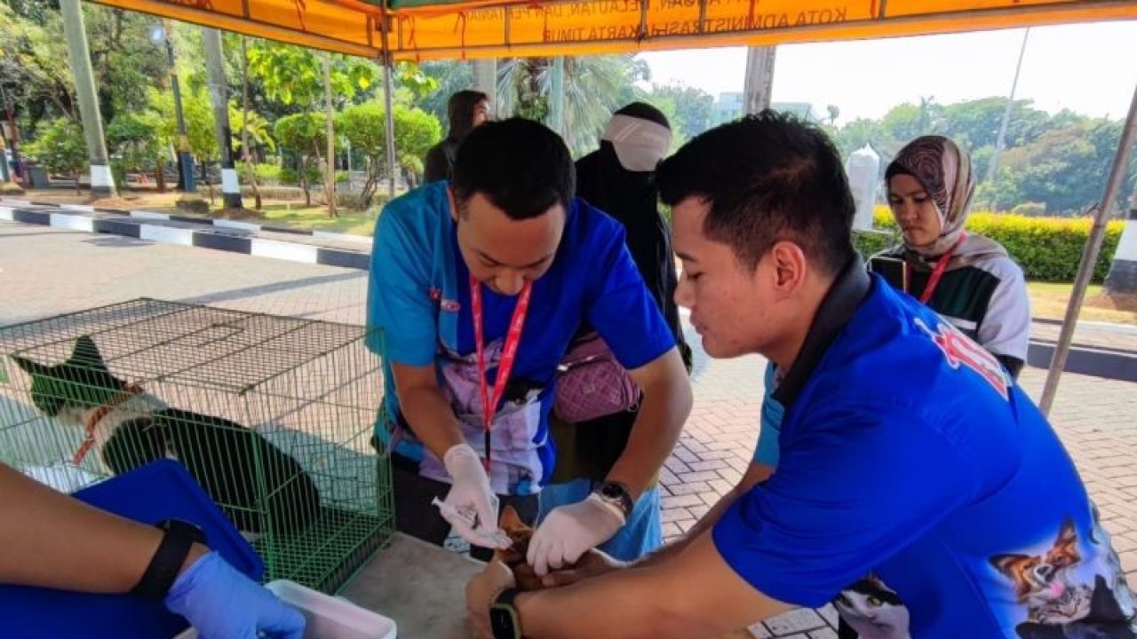 Dua orang petugas Suku Dinas Ketahanan Pangan, Kelautan, dan Perikanan (KPKP) Jakarta Timur tengah menyuntik vaksin rabies kucing secara "drive thru" di Kantor Wali Kota Jaktim, Rabu (27/9/2023). ANTARA/Syaiful Hakim