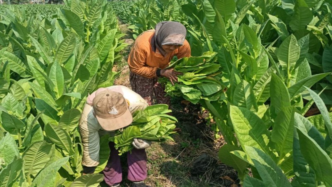 Petani tembakau di Desa Ngale Kabupaten Madiun, Jatim. ANTARA/HO-Diskominfo Kabupaten Madiun