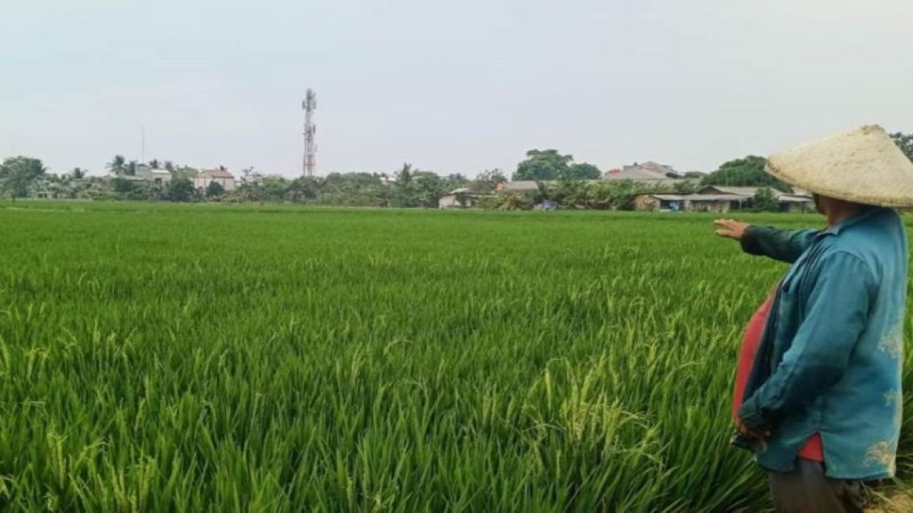 Seorang petani menunjuk ke arah lahan pertanian padi yang digarap di wilayah Jakarta Barat, Senin (11/9/2023). (ANTARA/HO-Suku Dinas KPKP Jakarta Barat)