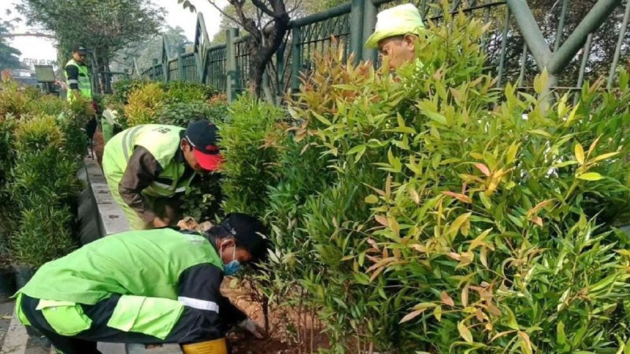 Petugas pertamanan dari Dinas Kebudayaan dan Pariwisata Kota Tangerang sedang melakukan penghijaun di sepanjang jalan protokol. HO/Disbudpar