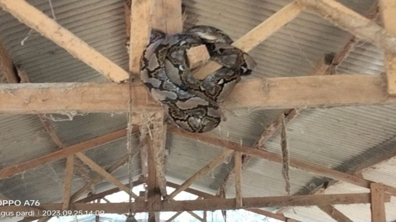 Petugas Damkarmat saat melakukan evakuasi terhadap ular sanca berukuran 4 meter di dalam ternak warga. (ANTARA/HO/Damkarmat Lamsel)