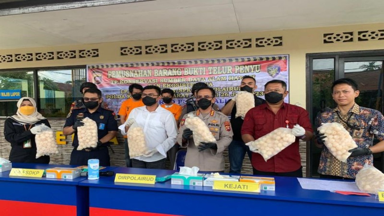 Polairud Kepolisian Daerah Kalimantan Barat (Polda Kalbar) menggelar konprensi pers kasus pelanggaran konservasi alam dengan mengamankan pelaku penyelundupan telur penyu di Pelabuhan Sintete, Kabupaten Sambas. (Jesica Helena Wuysang)