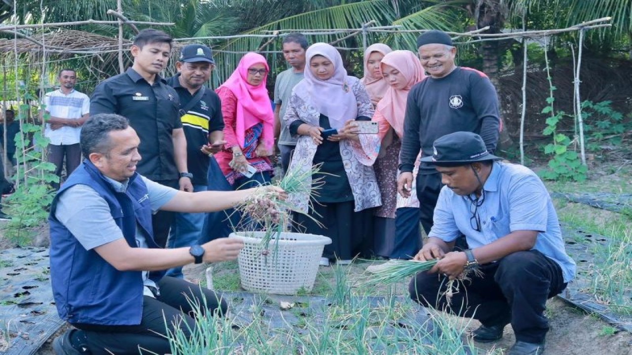 Pj Wali Kota Sabang Reza Fahlevi saat panen bawang merah di Beurawang Jaboi, Kota Sabang. (ANTARA/HO-Humas Pemkot Sabang)