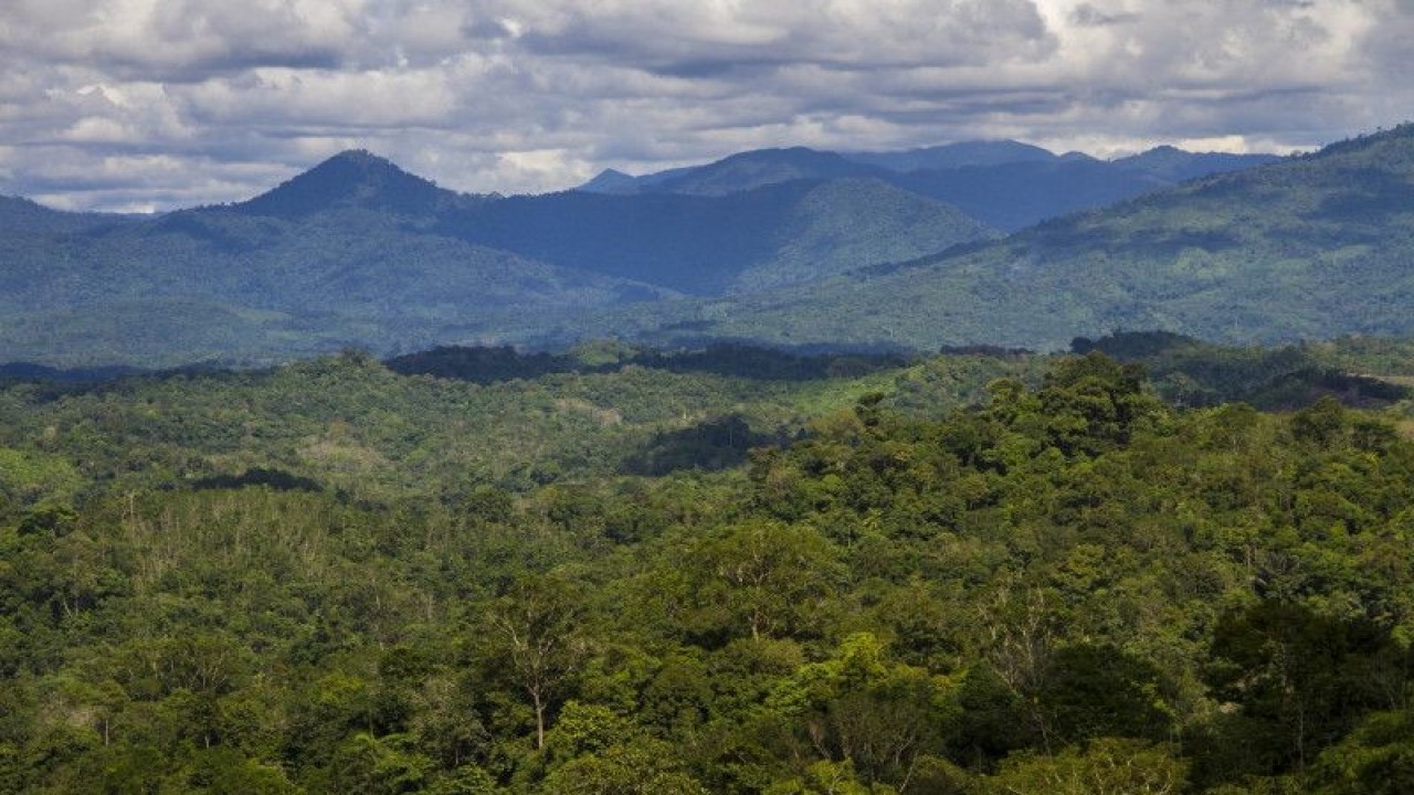 Foto areal hutan Pegunungan Meratus di Desa Hinas Kanan, Kabupaten Hulu Sungai Tengah, Kalimantan Selatan, Kamis (25/11/2021). ANTARA FOTO/Bayu Pratama S/wsj. (ANTARA FOTO/BAYU PRATAMA S)