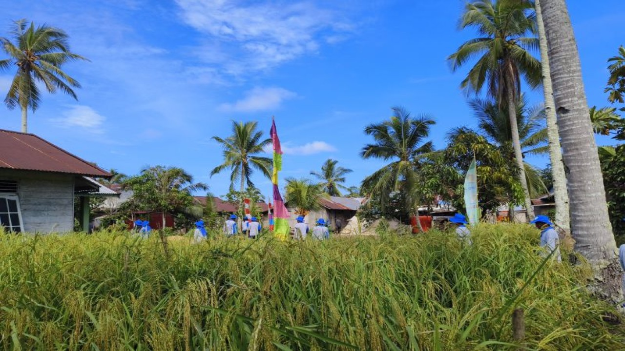 Sawah padi petani di Mempawah (ANTARA/Dedi)