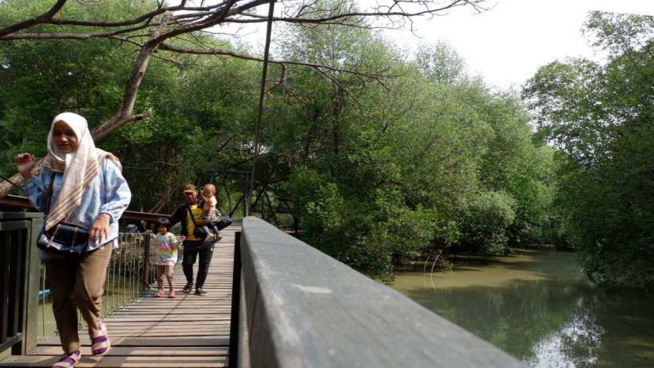 Pengunjung menyeberangi jembatan gantung di kawasan Taman Wisata Alam Mangrove Angke Kapuk, Penjaringan, Jakarta Utara, Sabtu (23/9/2023). (ANTARA/Uyu Septiyati Liman)