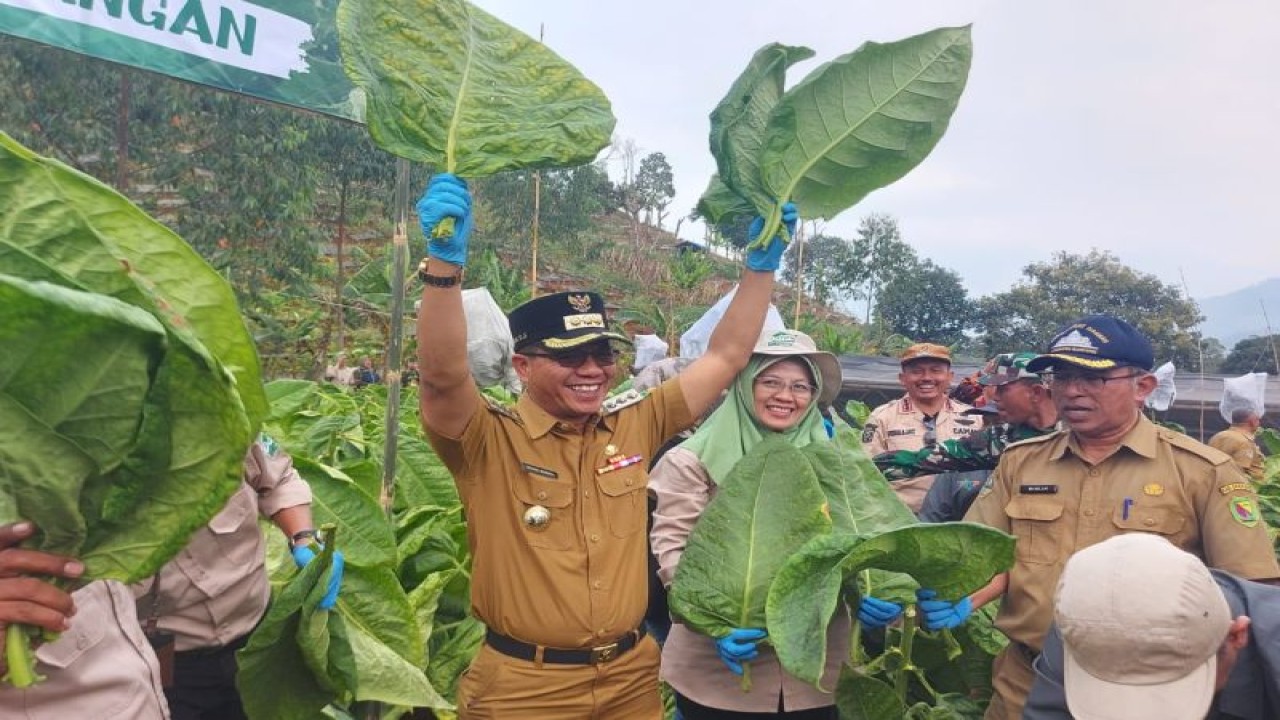 Arsip: Bupati Bandung Dadang Supriatna (kiri) bersama Kadis Pertanian Kabupaten Bandung Ningning Hendasah (tengah) ketika panen raya tembakau di Sirkuit Gunung Buleud (SGB) Desa Mandalasari Kecamatan Cikancung Kabupaten Bandung, Jawa Barat, beberapa waktu lalu. ANTARA/HO-Pemkab Bandung