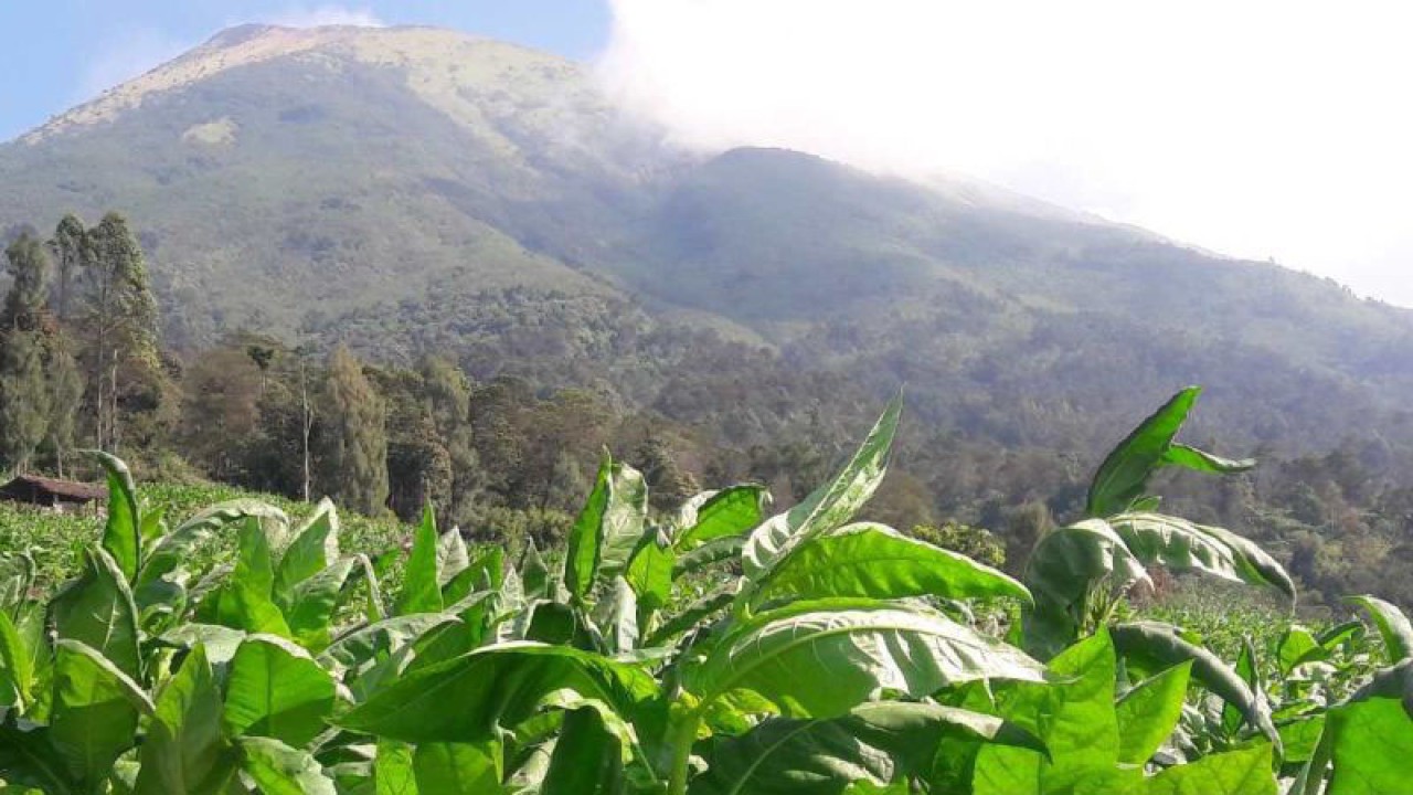 Tanaman tembakau di kawasan Kledung kabupaten Temanggung. ANTARA/Heru Suyitno