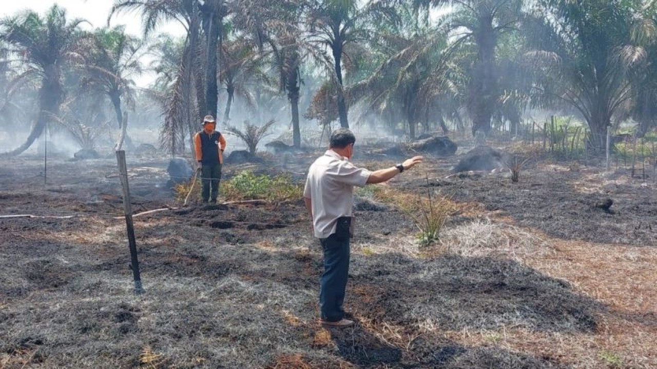 Sejumlah petugas Badan Penanggulangan Bencana Daerah (BPBD) Kabupaten Mukomuko sedang memadamkan kebakaran lahan gambut, Selasa (26/9/2023) ANTARA/Ferri.