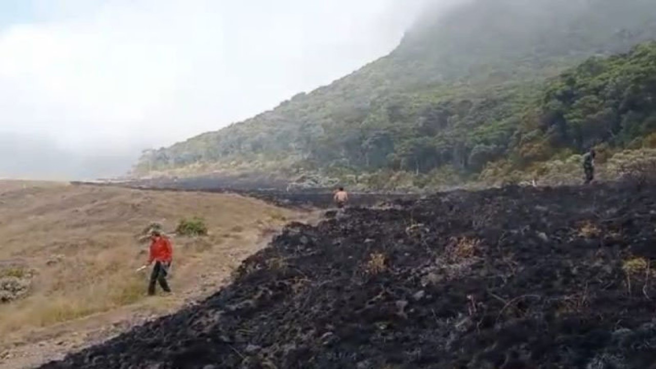 Tim gabungan berhasil memadamkan api yang sempat menjalar ke tanaman bunga Edelweis di Alun-alun Suryakancana Gunung Gede, Cianjur, Jawa Barat, Senin (18/9/2023).(ANTARA/Ahmad Fikri). (Ahmad Fikri)