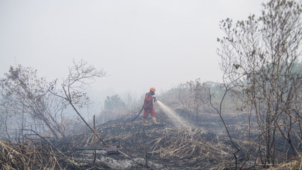 Arsip Foto - Petugas Manggala Agni memadamkan lahan gambut yang terbakar di Desa Jungkal, Kecamatan Pampangan, Kabupaten Ogan Komering Ilir (OKI), Provinsi Sumatera Selatan, Selasa (19/9/2023). (ANTARA FOTO/Nova Wahyudi/foc)