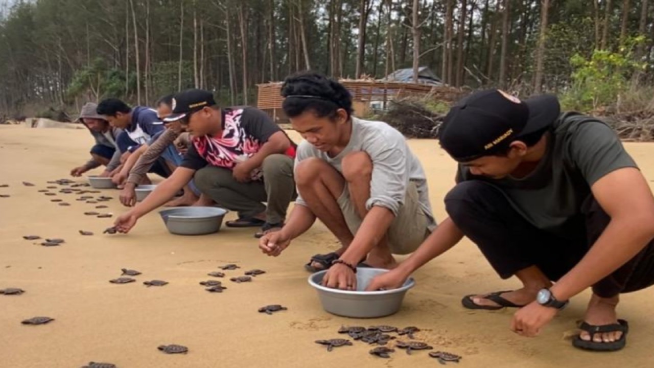 Pelepasan tukik penyu sisik Paloh (ANTARA/BKSDA)