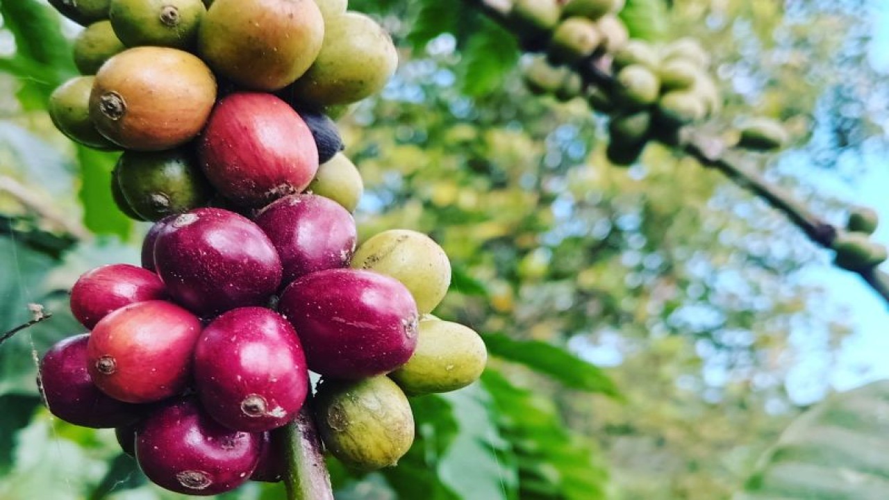 Pelaku usaha micro kecil menengah (UMKM) produksi kopi di Kabupaten Lebak tumbuh dan berkembang guna meningkatkan pendapatan ekonomi masyarakat pedesaan.ANTARA/Mansur