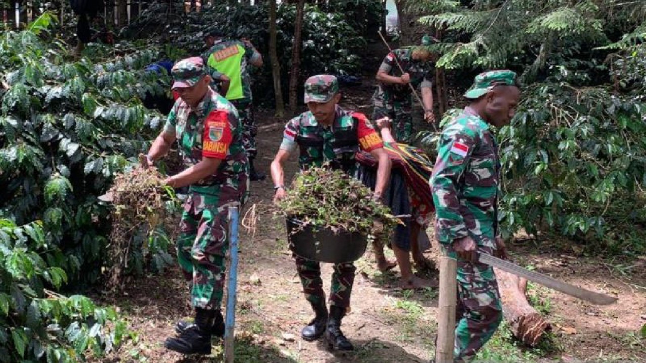 Anggota Babinsa Koramil 1702-01/Wamena saat mendampingi membersihkan lahan milik petani Kopi di kampung Yagara, Distrik Walesi, Kabupaten Jayawijaya, Papua Pegunungan. (ANTARA/HO/Penrem 172/PWY)