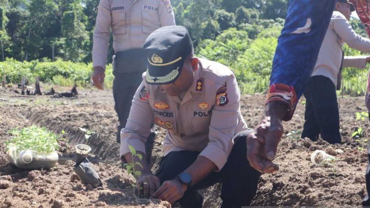 Kapolres Jayapura AKBP Fredrickus WA Maclarimboen menanam cabai di Dusun Kanija, Distrik Kaureh, Senin (2/10) 2023. (ANTARA/HO-Humas Polres Jayapura)