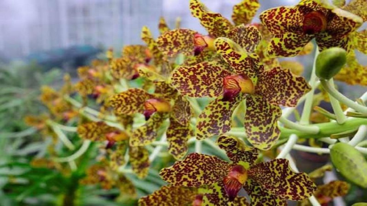 Anggrek Macan.atau nama latin "Gramatophylum speciosum". (ANTARA/HO/net)