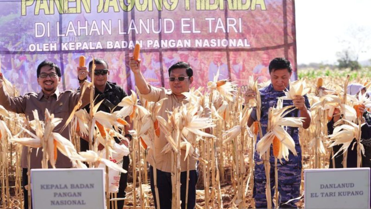 Kepala Badan Pangan Nasional/National Food Agency (NFA) Arief Prasetyo Adi (tengah) saat melakukan panen jagung hibrida bersama di lahan Landasan Udara (Lanud) El Tari, Kupang, Jumat (11/08/2023). ANTARA/HO-