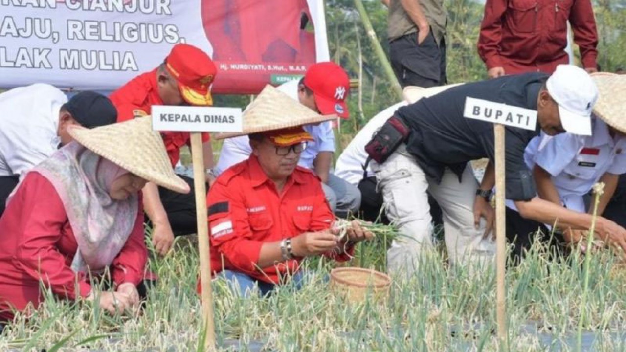 Bupati Kabupaten Cianjur, Jawa Barat, Herman Suherman, saat menggelar panen perdana bawang merah di Kecamatan Cijati.(ANTARA/Ahmad Fikri).