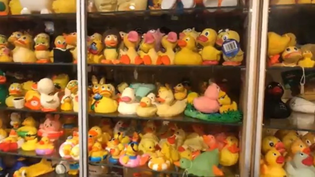 Charlotte Lee kini memiliki 5.631 koleksi bebek, membuatnya mendapatkan Guinness World Record untuk koleksi bebek karet terbesar. (Tangkapan layar)