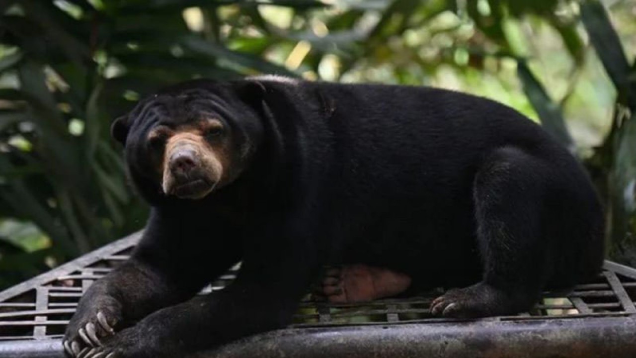 Ilustrasi - Seekor beruang madu (Helarctos malayanus) berada di tempat konservasi Kawasan Wisata Pendidikan Lingkungan Hidup (KWPLH) Balikpapan, Kalimantan Timur, Rabu (22/2//2023). ANTARA FOTO/Indrianto Eko Suwarso/aww/pri.