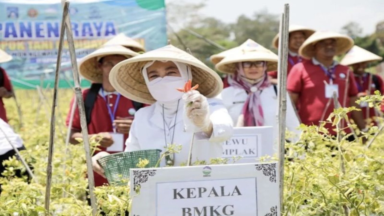Kepala BMKG Dwikorita Karnawati (tengah) memanen cabai di Desa Widodomartani, Kapanewon Ngemplak, Kabupaten Sleman, Provinsi Daerah Istimewa Yogyakarta, Rabu (27/9/2023). ANTARA/HO-BMKG