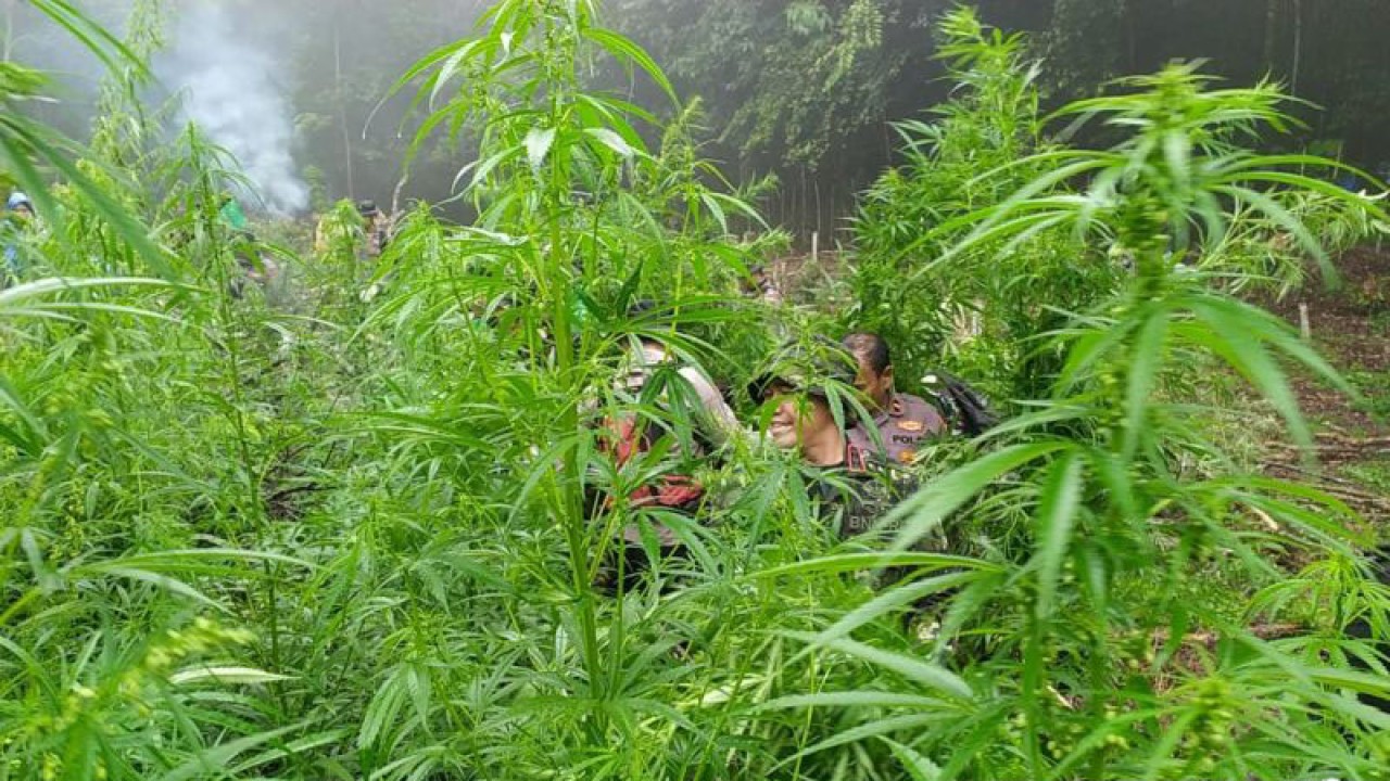 Tim BNN sedang melakukan pencabutan tanaman ganja di ladang yang baru ditemukan untuk dimusnahkan, di Aceh Besar, Senin (2/10/2023) (ANTARA/Rahmat Fajri)