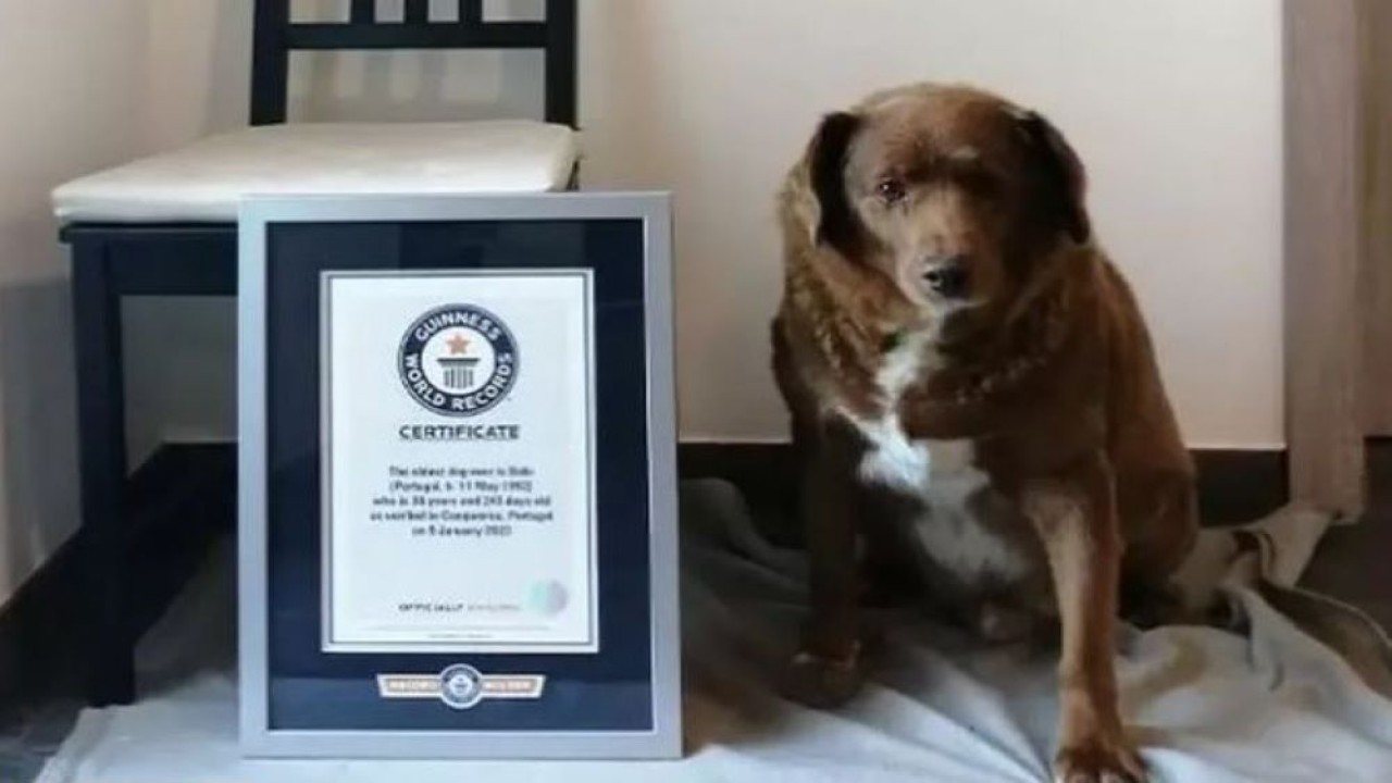 Anjing tertua di dunia bernama Bobi mati pada usia 31 tahun di Portugal. (Guinness World Records)