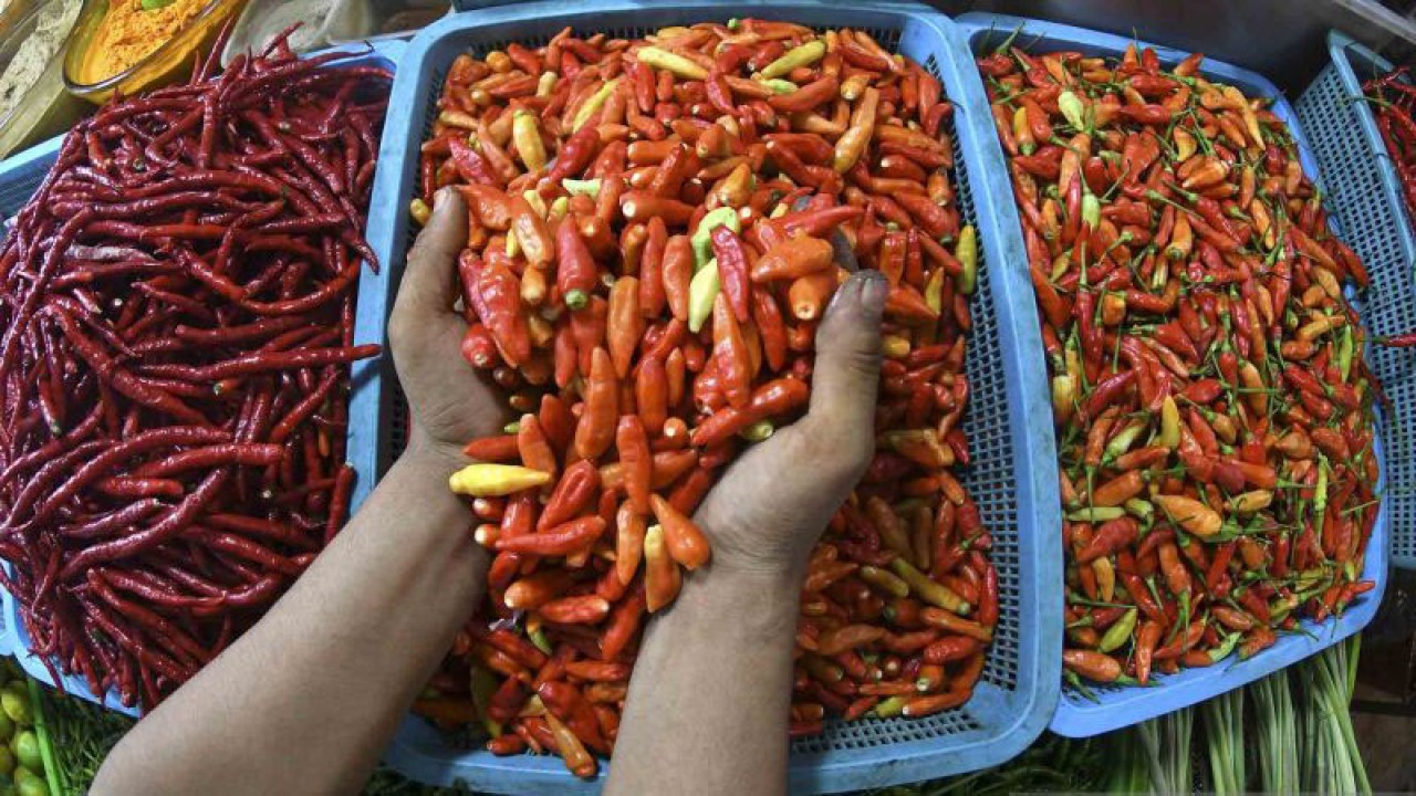 Arsip Foto - Pedagang mengambil cabai rawit merah untuk ditimbang di Pasar Senen, Jakarta, Rabu (13/7/2022). ANTARA FOTO/Aditya Pradana Putra/wsj.