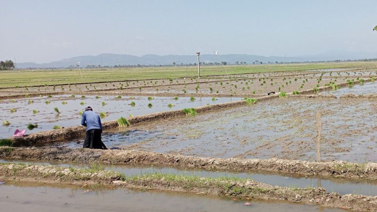 Petani di Desa Klapagada, Kecamatan Maos, Kabupaten Cilacap, Jateng, Sabtu (30/9/2023), menyiapkan lahan sawahnya untuk segera ditanami padi. ANTARA/Sumarwoto