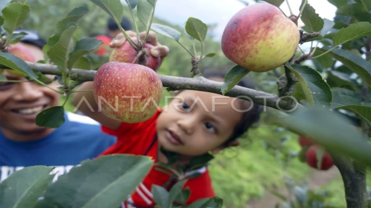 Foto arsip. Wisatawan memetik buah apel di objek wisata petik buah apel di Kota Batu, Jawa Timur. ANTARA FOTO/Destyan Sujarwoko/hp.