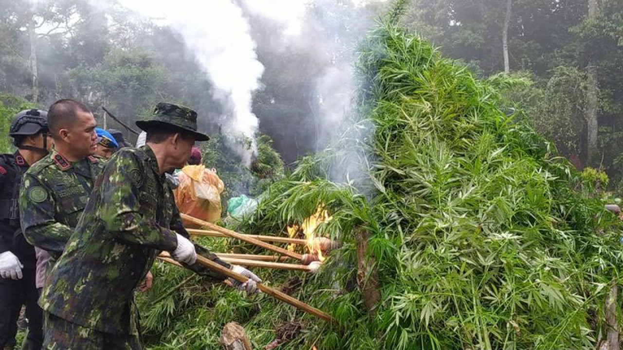 Tim BNN RI saat melakukan pemusnahan ladang ganja di kawasan pegunungan Desa Pulo Kecamatan Seulimum Aceh Besar, Senin (2/10/2023) (ANTARA/Rahmat Fajri)