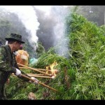 ganja-1696334286