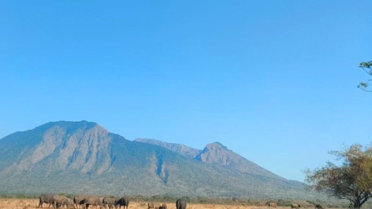 Gerombolan hewan kerbau di padang sabana wisata Taman Nasional Baluran Situbondo, Jawa Timur. ANTARA/Budi Candra Setya