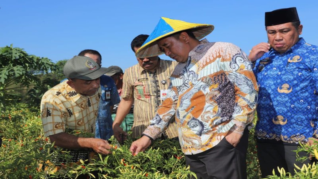 Pj Gubernur Sulsel Bahtiar Baharuddin panen cabai varietas cakra putih di kebun seluas 32 hektar di kebun petani Lingkungan Dulang, Kelurahan Borong, Tanralili, Kabupaten Maros, Senin (2/10/2023). ANTARA/HO-Humas Pemprov Sulsel