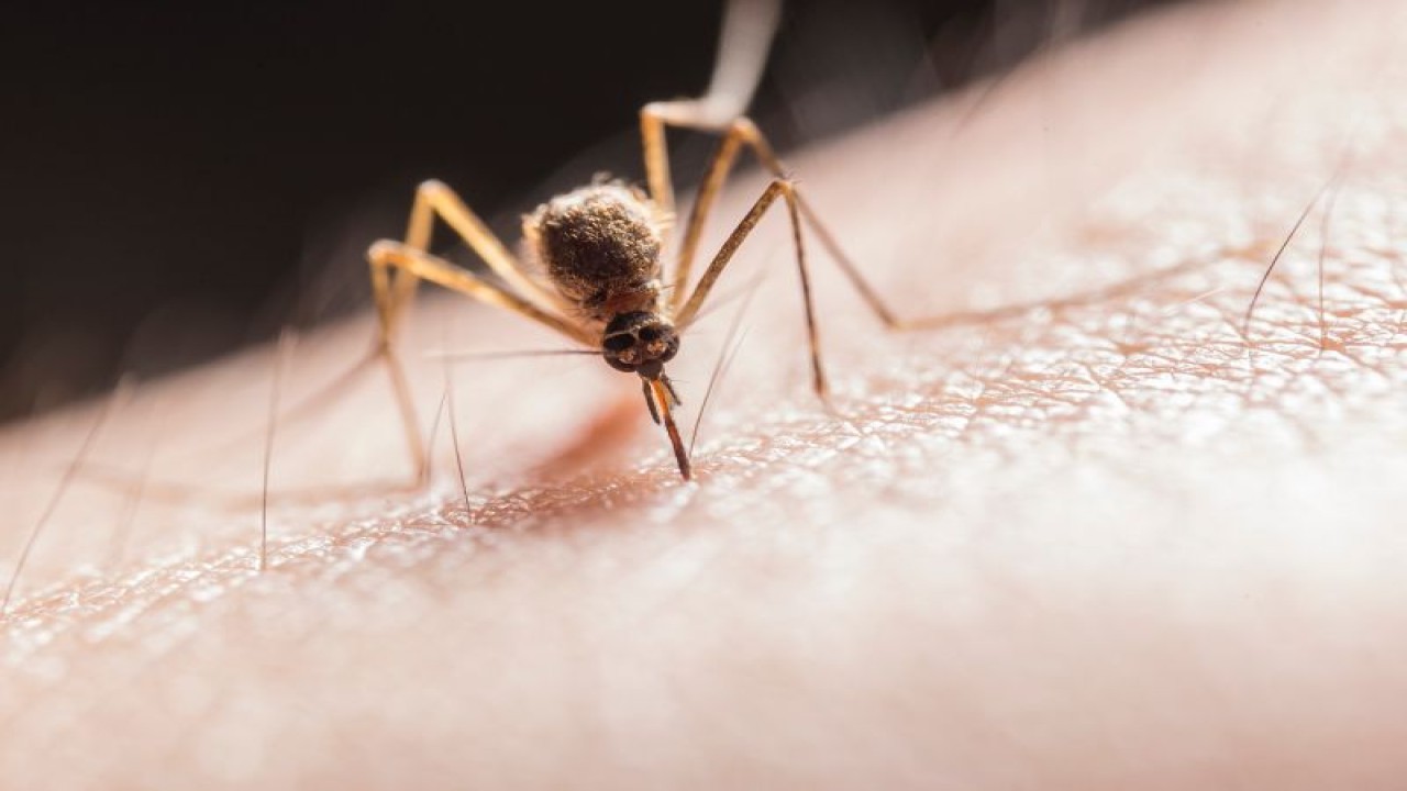 Ilustrasi nyamuk mengigit kulit (ANTARA/Pexels/ Jimmy Chan)