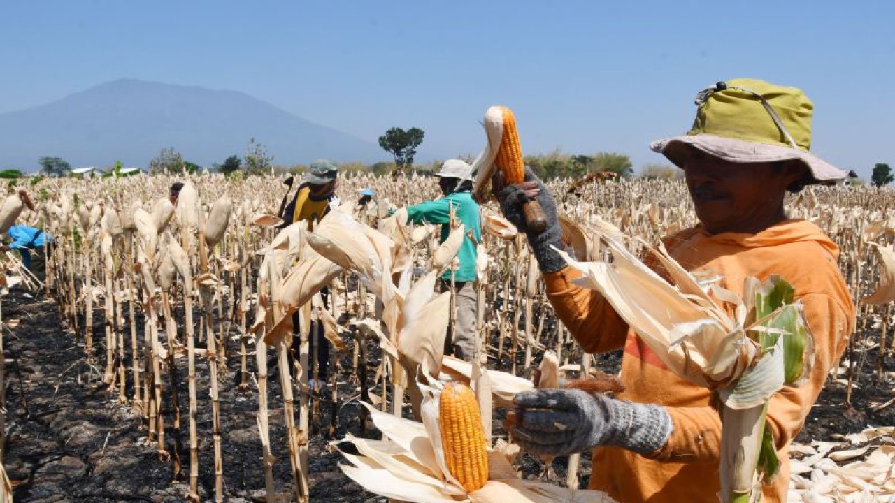 Petani memanen jagung di Kedungguwo, Sukomoro, Magetan, Jawa Timur, Kamis (5/10/2023). ANTARA FOTO/Siswowidodo/tom. (ANTARA FOTO/SISWOWIDODO)