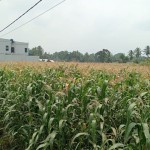 Jagung-1696998293
