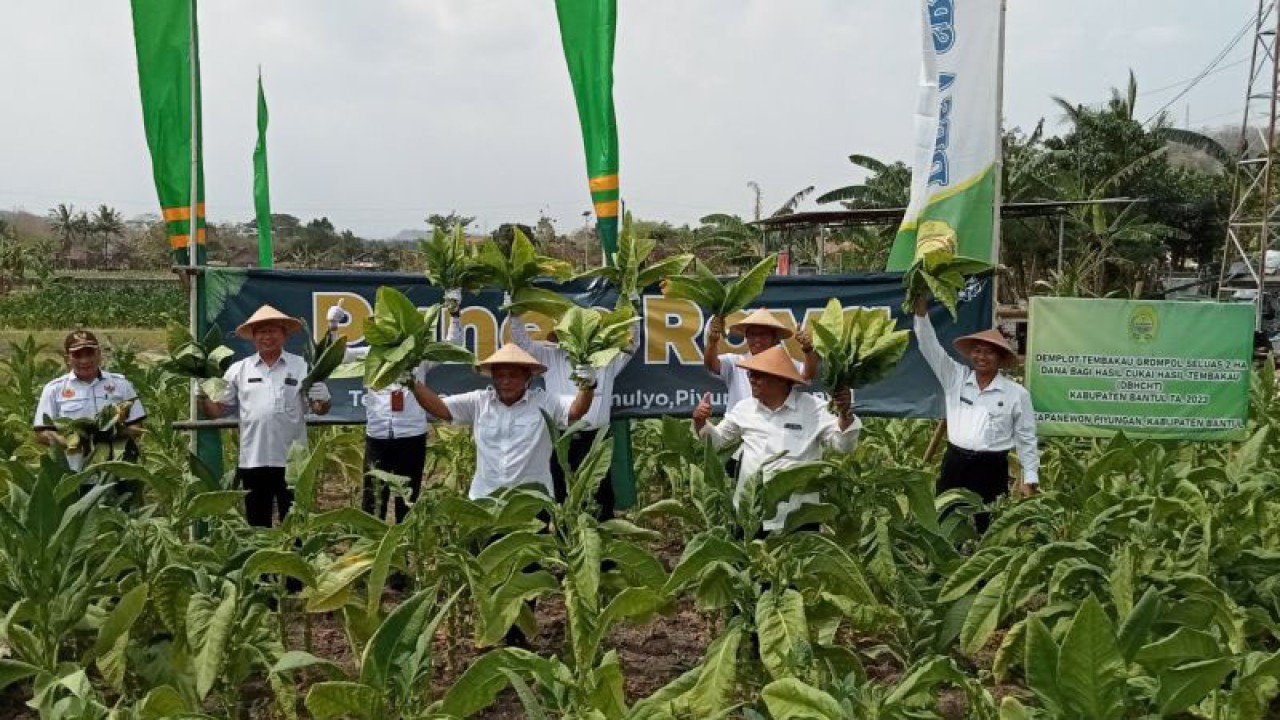 Wakil Bupati Bantul Joko Purnomo dan Kepala Dinas Ketahanan Pangan dan Pertanian Bantul Joko Waluyo saat mengawali panen raya tembakau grompol di bulak Jolosutro, Srimulyo, Piyungan, Kabupaten Bantul, Daerah Istimewa Yogyakarta. Rabu (4/10/2023) (ANTARA/Hery Sidik)
