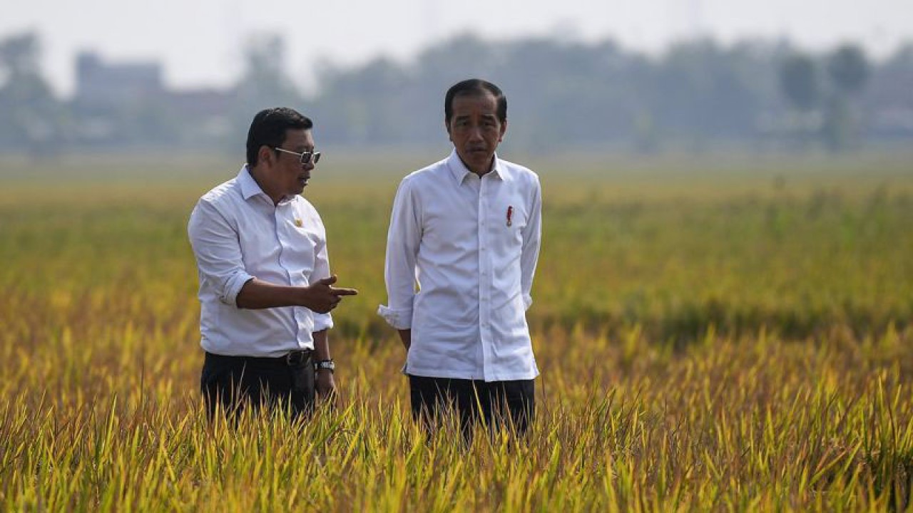 Presiden Joko Widodo (kanan) didampingi Plt Menteri Pertanian Arief Prasetyo Adi melihat tanaman padi yang akan dipanen di area persawahan Kelompok Tani Mukti Tani IV, Desa Ciasem Girang, Ciasem, Subang, Jawa Barat, Minggu (8/10/2023). Presiden Jokowi meninjau panen padi di sawah seluas 500 hektare dan membagikan bantuan secara langsung kepada para petani. ANTARA FOTO/Sigid Kurniawan/Spt.