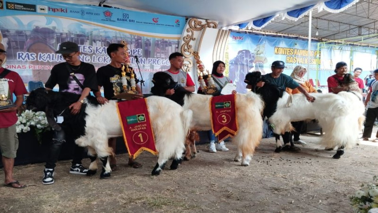 Kambing PE dari Kabupaten Kulon Progo. (ANTARA/HO-Dokumen Dinas Pertanian dan Pangan Kulon Progo)