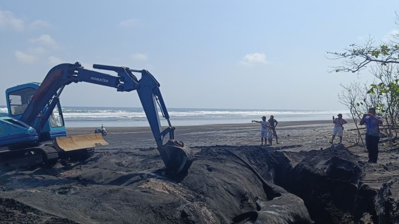 Kementerian Kelautan dan Perikanan (KKP) melalui Balai Pengelolaan Sumber daya Pesisir dan Laut (BPSPL) Denpasar menguburkan hiu paus seberat sekitar satu ton yang terdampar dalam kondisi mati di Pesisir Pantai Banjar Yeh Kuning, Desa Pekutatan, Kecamatan Pekutatan, Kabupaten Jembrana, Bali. ANTARA/HO-KKP