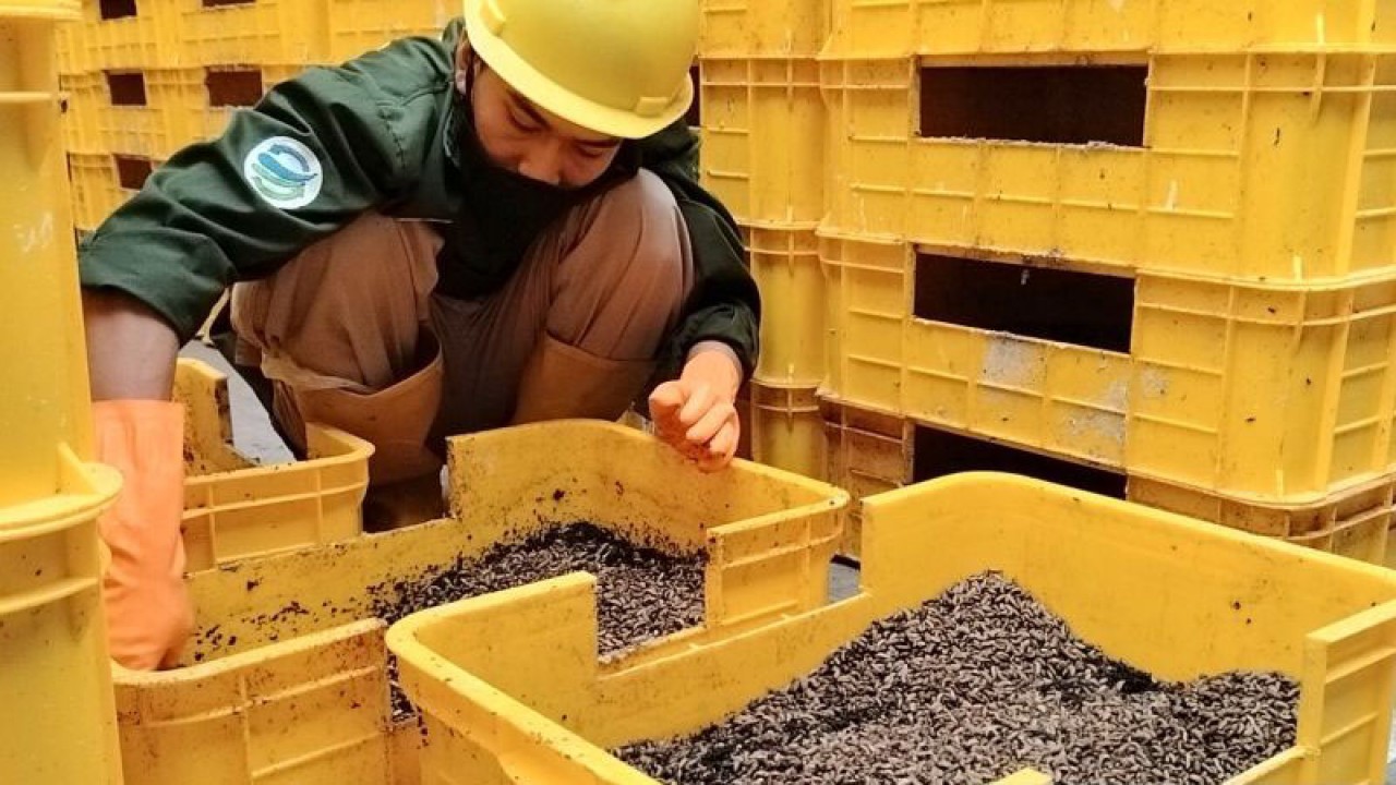Proses Integrated Waste Management (IWM) penghasil maggot di Taman Safari Indonesia (TSI) Cisarua, Kabupaten Bogor, Jawa Barat. ANTARA/M Fikri Setiawan