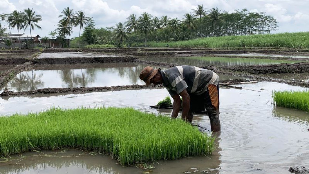 Foto arsip. Seorang petani pada saat memilih benih sebelum ditanam di wilayah Kabupaten Malang, Jawa Timur. (ANTARA/Vicki Febrianto)