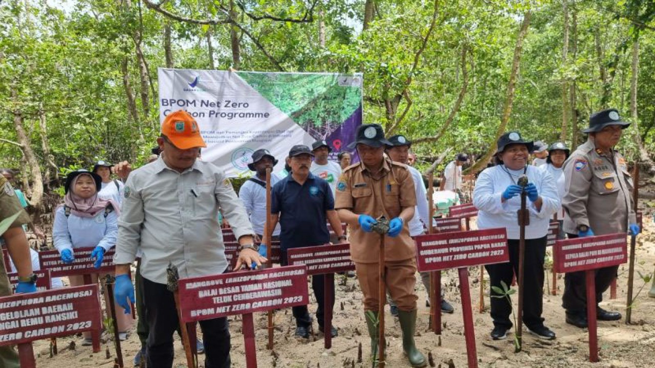 Kepala Balain Pengawas Obat dan Makanan di Manokwari Agustince Werimon dan Asisten III Setda Papua Barat Otto Parorongan bersama pemangku kepentingan lain melakukan penanaman bibit mangrove di Telaga Wasti, Kabupaten Manokwari, Provinsi Papua Barat, Selasa (31/10/2023). (ANTARA/Fransiskus Salu Weking)