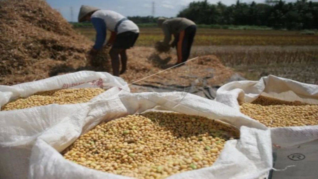 Panen kedelai oleh petani (Dokumen ANTARA FOTO)