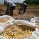 Panen kedelai oleh petani (Dokumen ANTARA FOTO)-1698745963